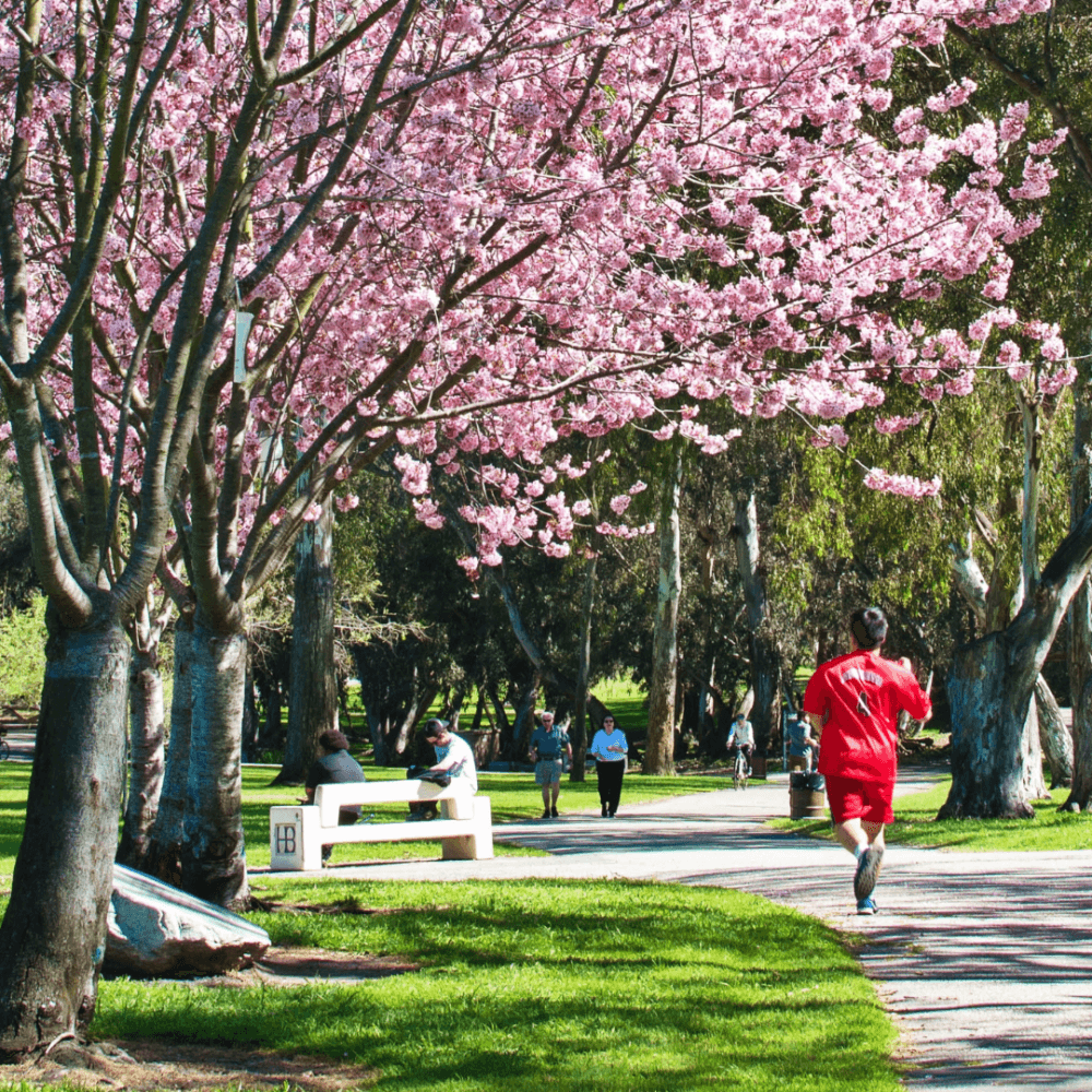 Person in a red outfit jogging on a path in a park lined with blooming cherry blossom trees, with others relaxing nearby. - Home Instead