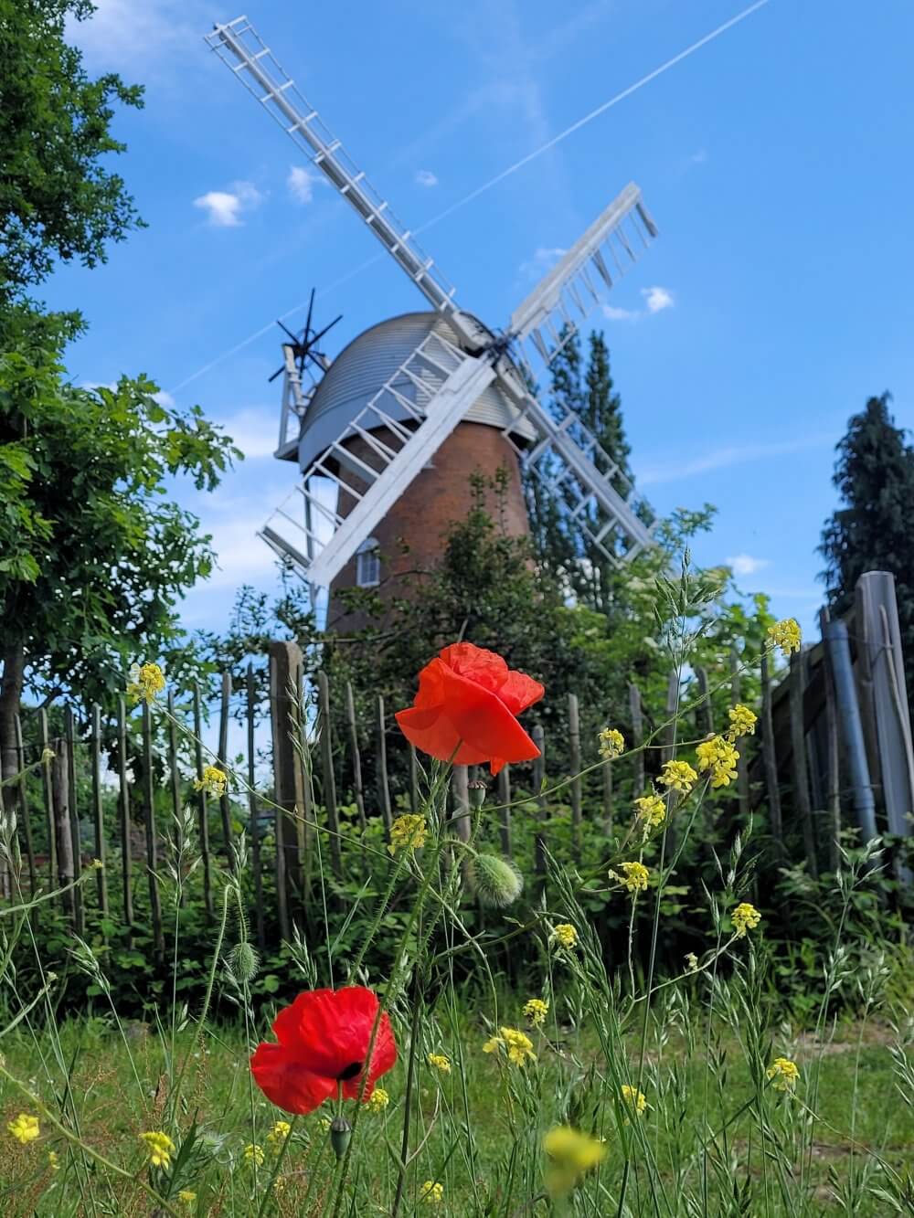 A windmill behind a garden fence, with red and yellow flowers in the foreground under a clear blue sky. - Home Instead