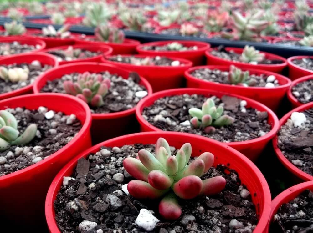 Rows of small succulents with rounded leaves planted in red pots, arranged closely together. - Home Instead