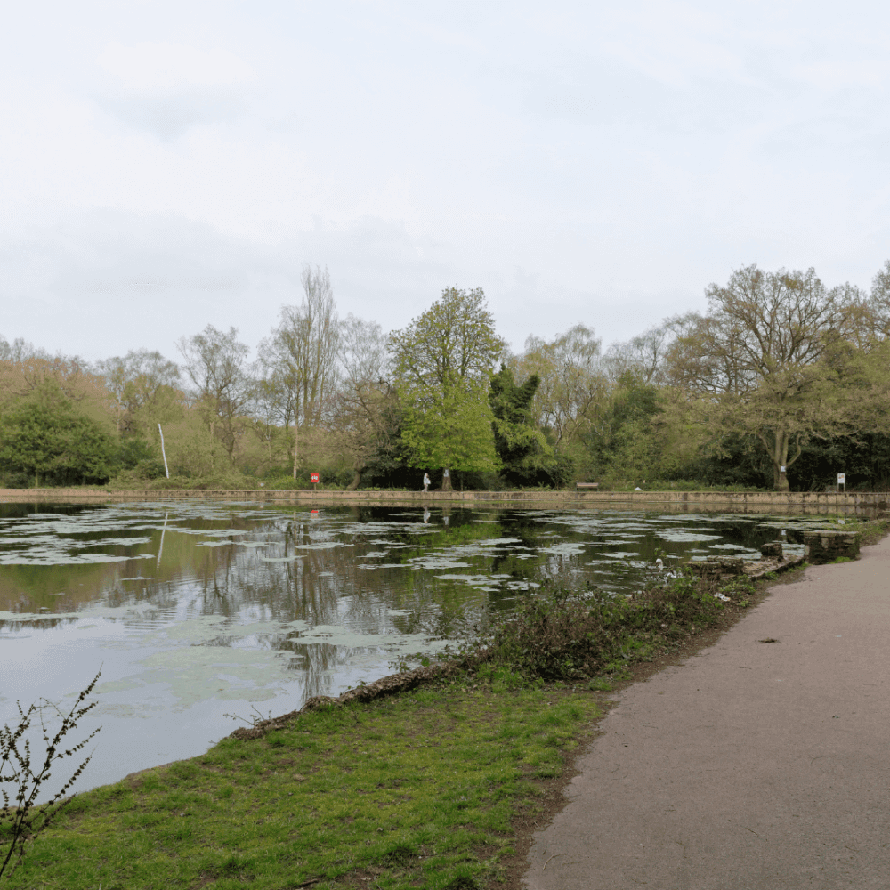 A serene park scene with a large pond covered in lily pads, a pathway, and trees in the background. - Home Instead