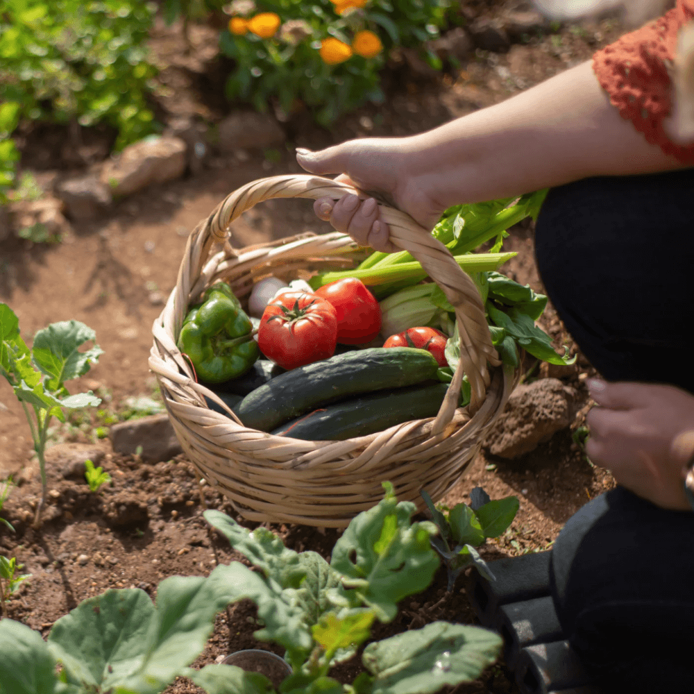 Person holding a wicker basket with freshly harvested vegetables, including tomatoes, peppers, and zucchini, in a garden. - Home Instead
