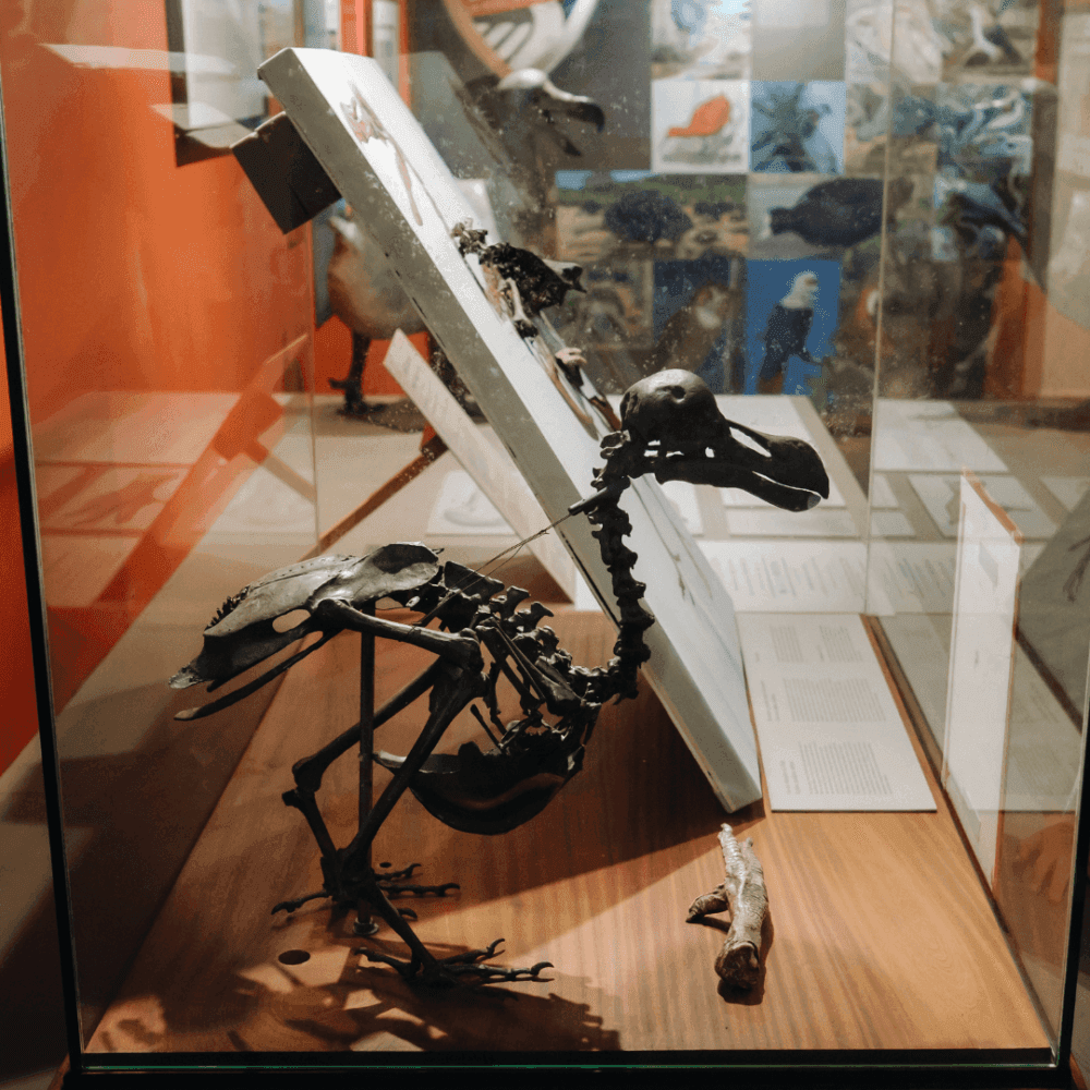 Skeleton of a dodo bird on display in a glass case at a museum. Background images and text enhance the exhibit. - Home Instead