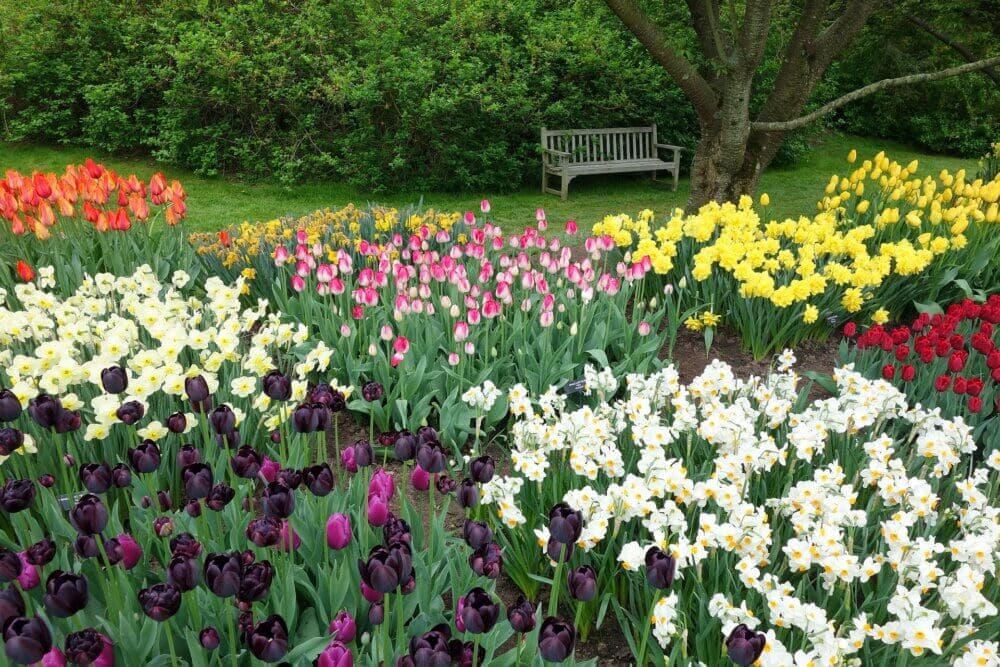 A garden with colorful tulips and daffodils in bloom, with a wooden bench under a tree in the background. - Home Instead