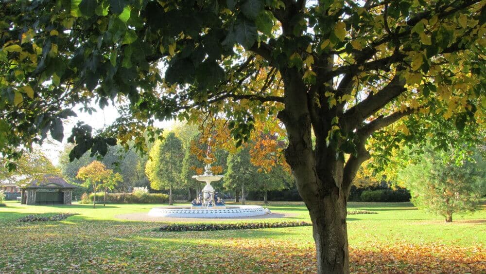 A park with a large tree in the foreground and a white fountain surrounded by trees in the background on a sunny day. - Home Instead