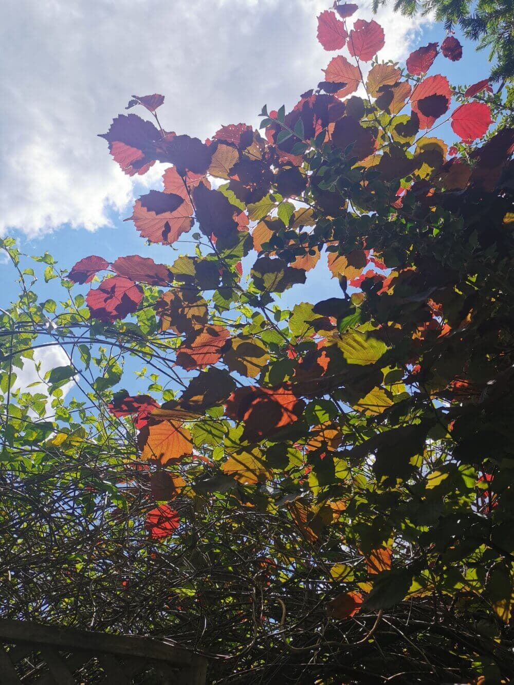 Sunlight illuminating colorful autumn leaves on a tree with a background of blue sky and white clouds. - Home Instead