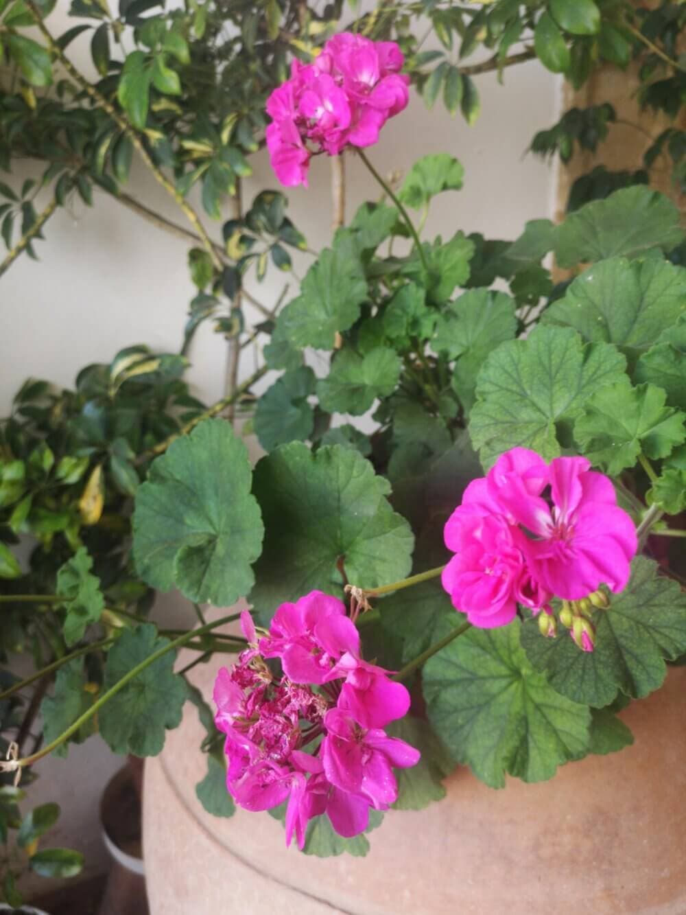 A close-up of vibrant pink flowers with lush green leaves in a large pot against a backdrop of other plants. - Home Instead