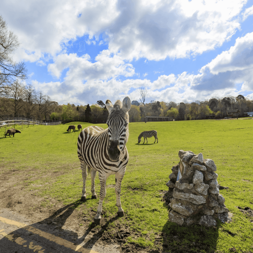 A zebra stands near a rock pile in a sunny field with other zebras and horses grazing in the background. - Home Instead