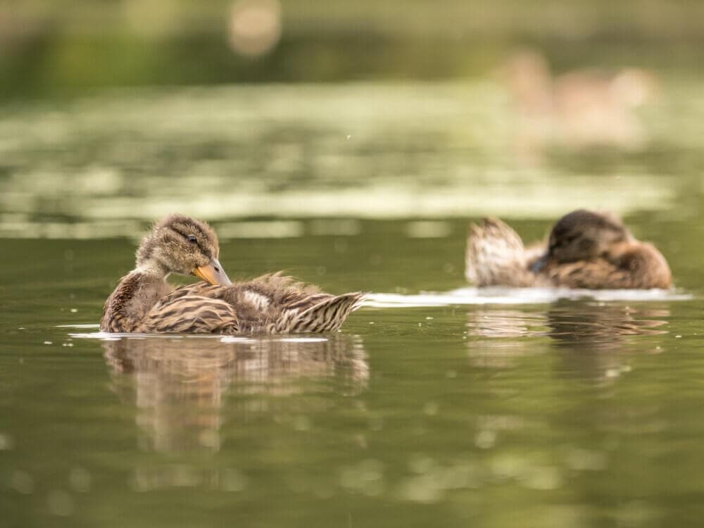 Two ducks swimming in calm water, with one preening its feathers in the foreground and the other one slightly blurred. - Home Instead