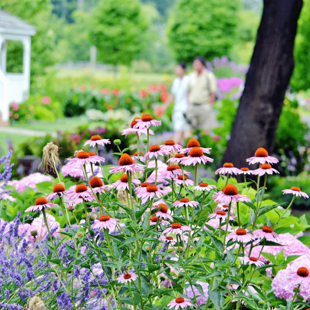 Vibrant garden with pink coneflowers in bloom, a tree trunk, and two blurred figures walking in the background. - Home Instead