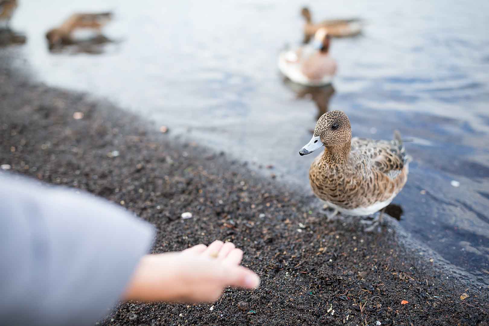 A person extends their hand towards a duck standing on the shore by the water, with more ducks swimming in the background. - Home Instead