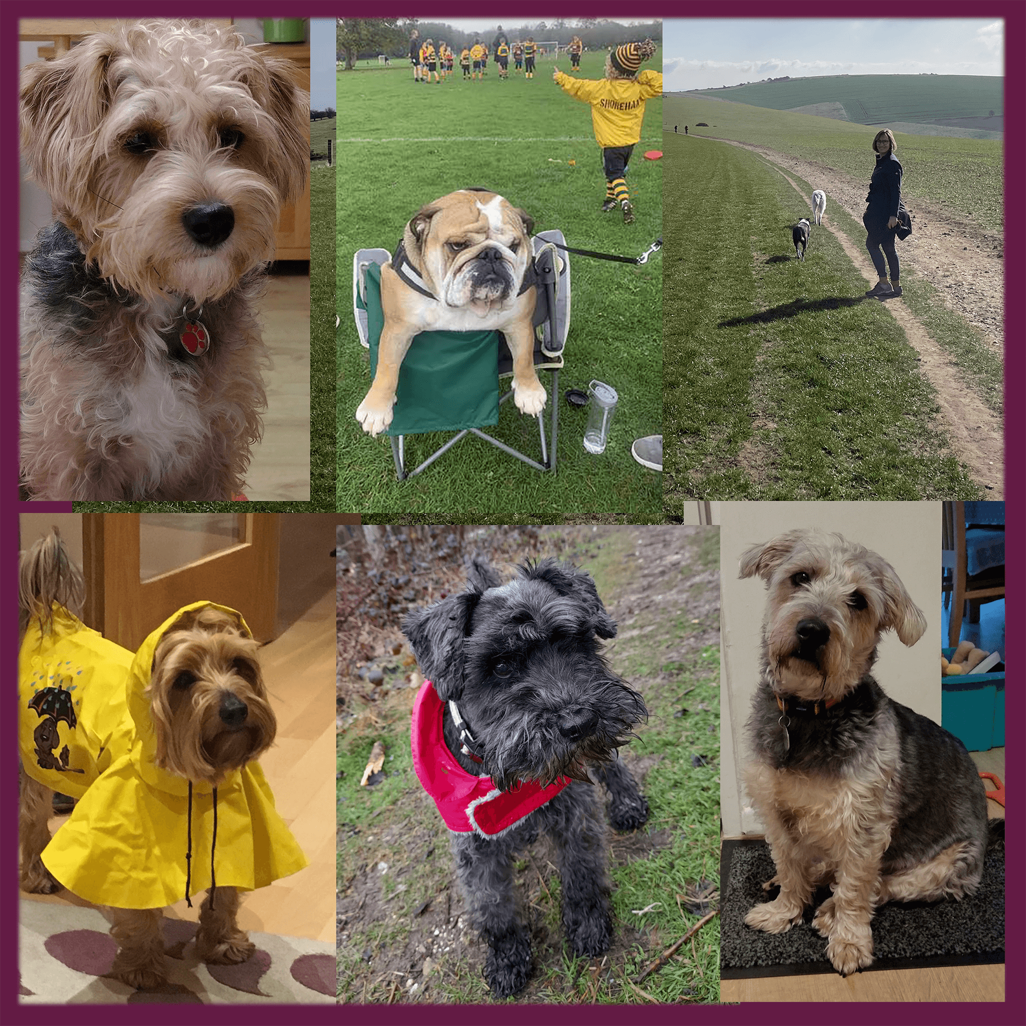 Collage of six dogs: three terriers, a bulldog on a chair, a dog in a yellow raincoat, and a dog on a path with a person. - Home Instead