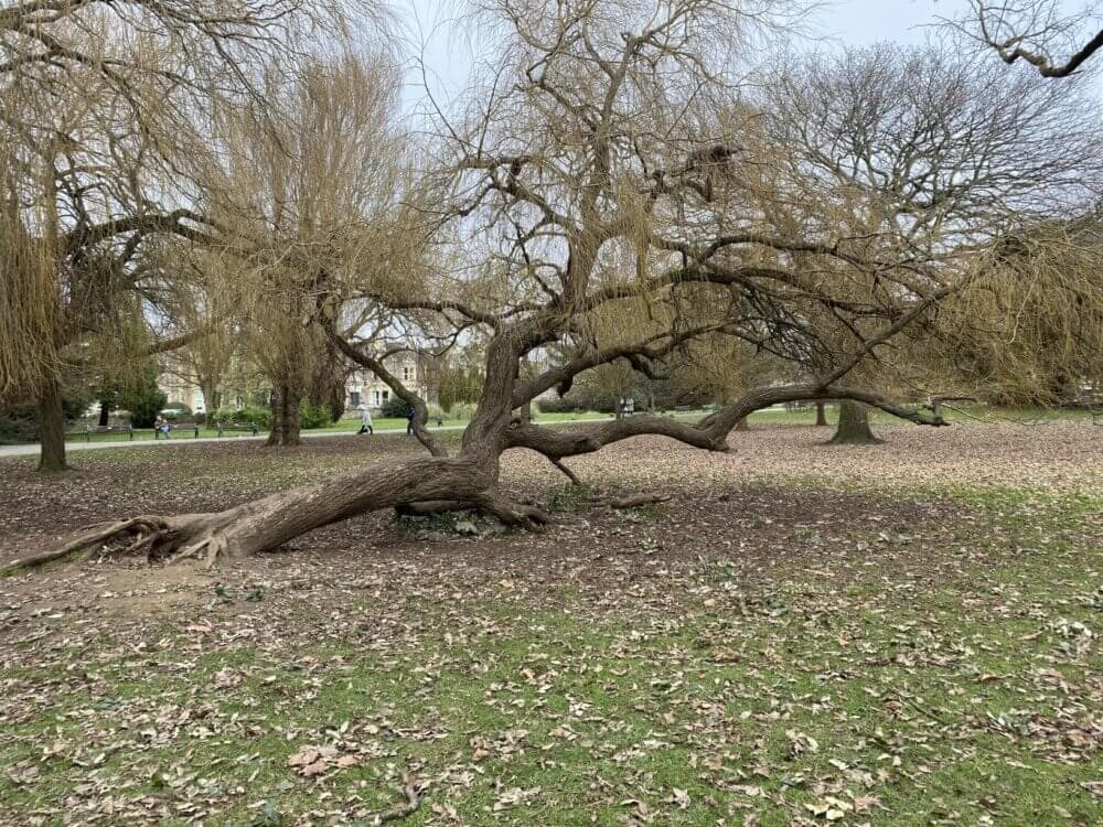 A tree with twisted branches grows low to the ground in a park during autumn, with fallen leaves scattered everywhere. - Home Instead