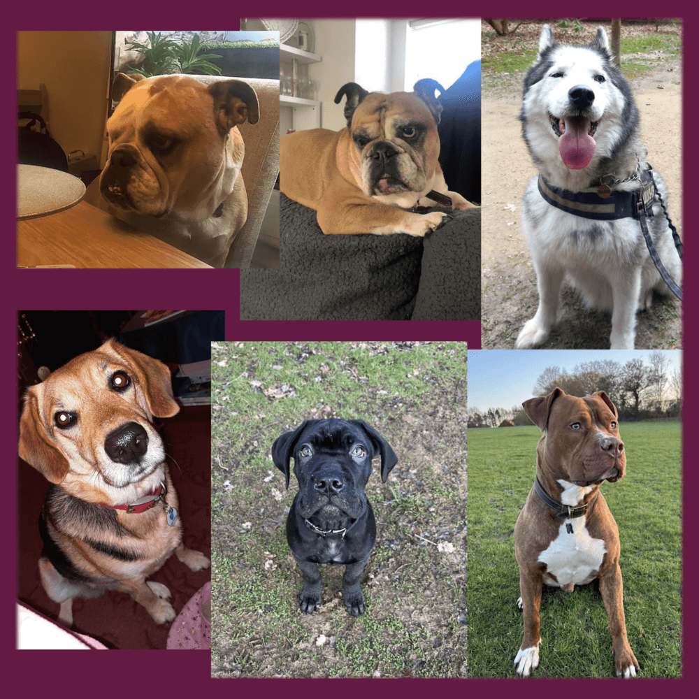 Collage of six different dogs: three Bulldogs, a Husky, a Beagle, a black dog, and a Boxer on purple background. - Home Instead