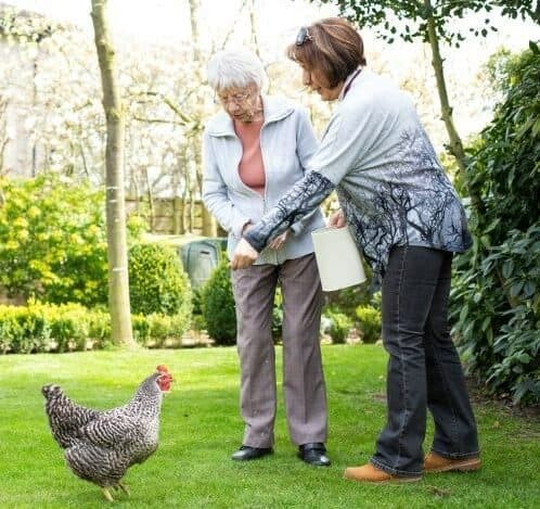 Two women feeding a chicken in a garden, one holding a bucket, both looking at the chicken. Trees and shrubs in the background. - Home Instead