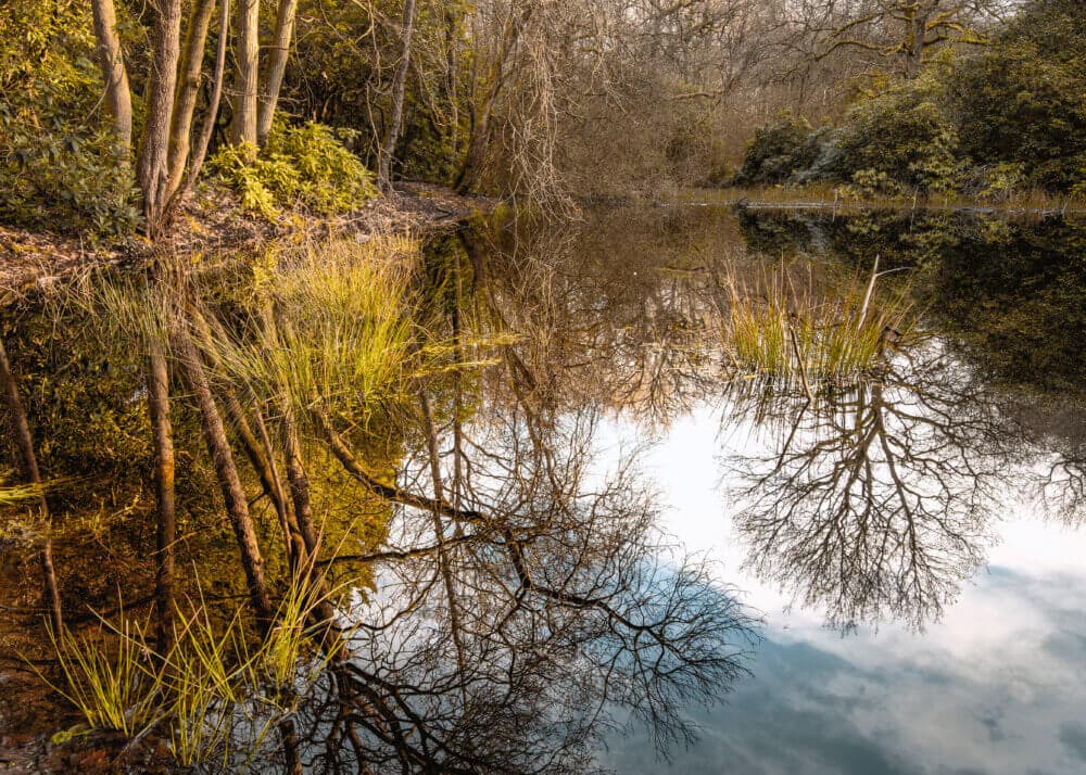 A calm pond surrounded by trees, with clear reflections of the trees and sky on the water's surface. - Home Instead