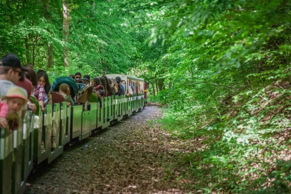 A small train filled with passengers travels on a track through a lush green forest. - Home Instead