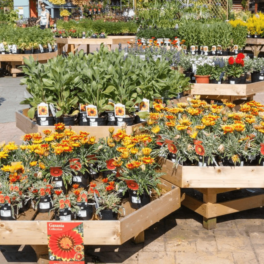 A display of vibrant potted flowers, including Gazania, organized on tiered wooden stands at an outdoor plant market. - Home Instead