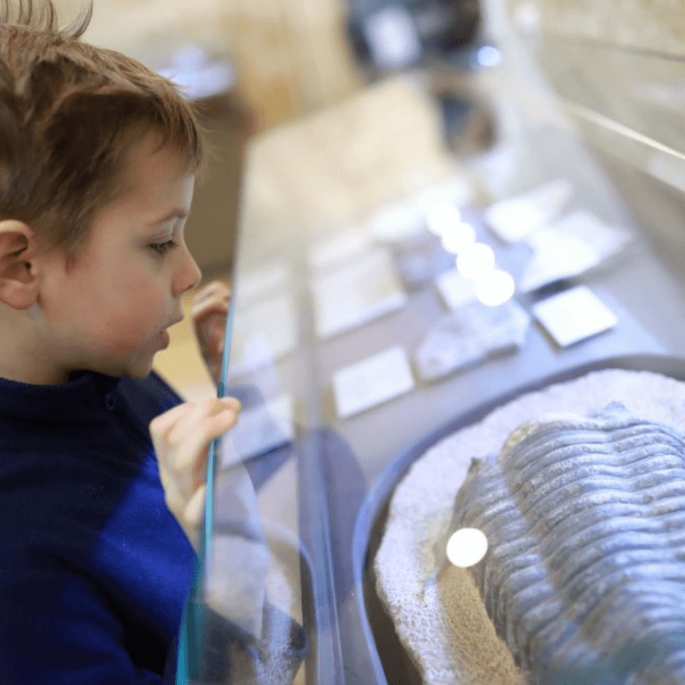 A young boy closely observing a trilobite fossil displayed in a glass case at a museum. - Home Instead