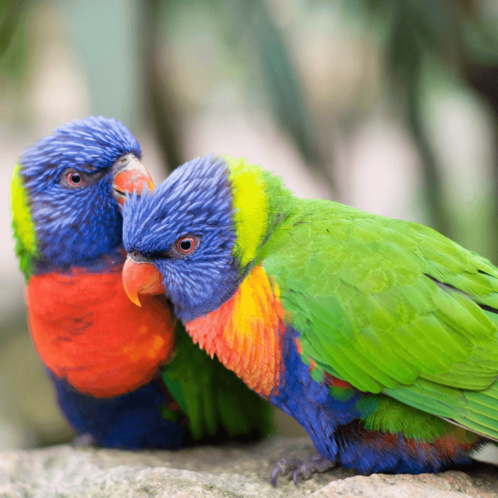 Two vibrant lorikeets with blue heads, green wings, and colorful chests perched close together on a branch. - Home Instead