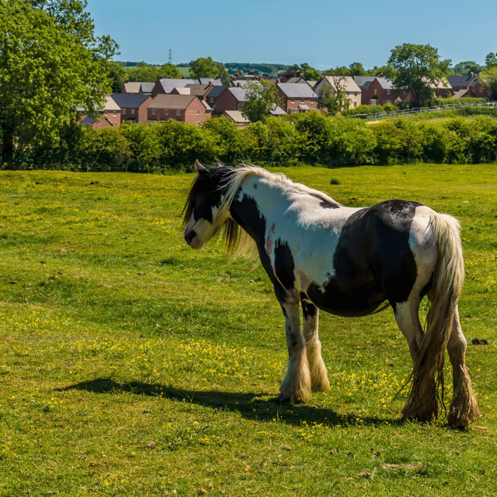 A black and white horse stands in a green field with houses and trees in the background on a sunny day. - Home Instead