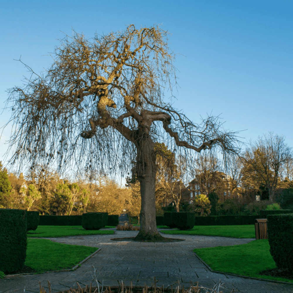 A leafless tree stands in the middle of a paved path surrounded by green hedges and grass under a clear blue sky. - Home Instead