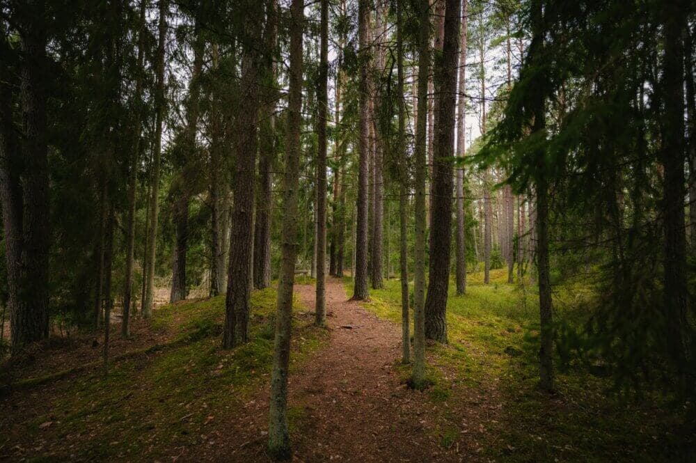 A serene forest path surrounded by tall trees and moss-covered ground on a cloudy day. - Home Instead