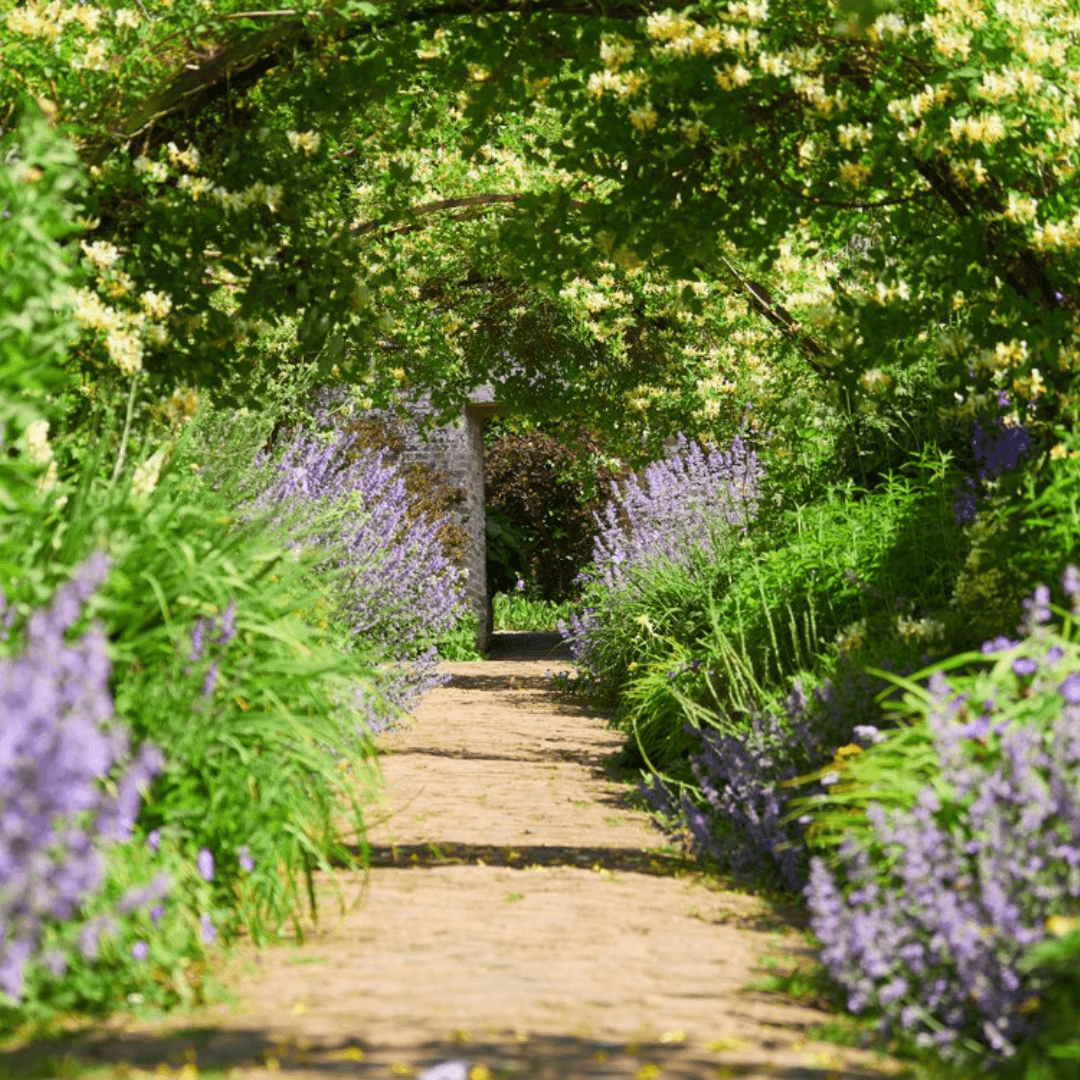 A picturesque garden path lined with purple flowers under lush green foliage, leading to a bright, sunlit opening. - Home Instead