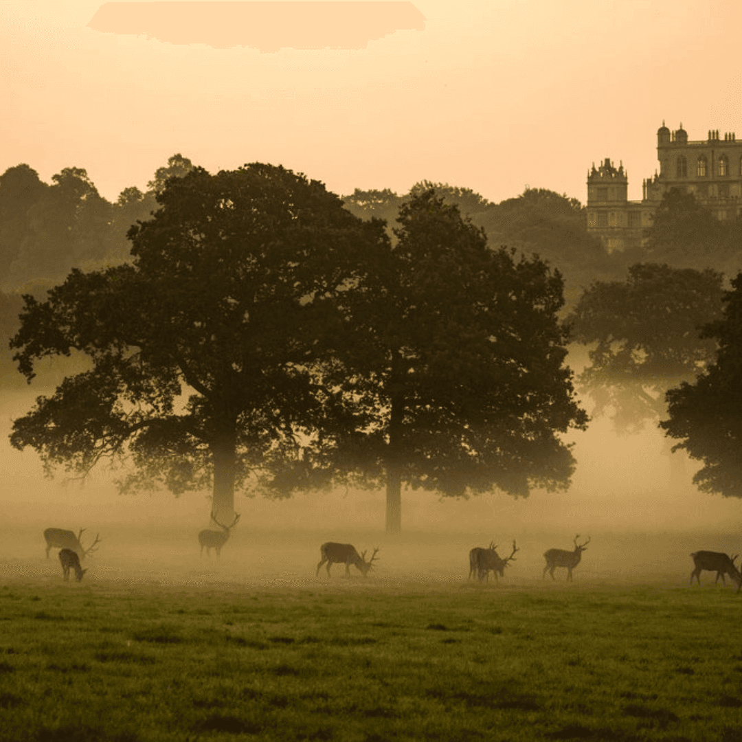 Deer grazing in a misty field at sunrise with large trees and a distant manor house in the background. - Home Instead