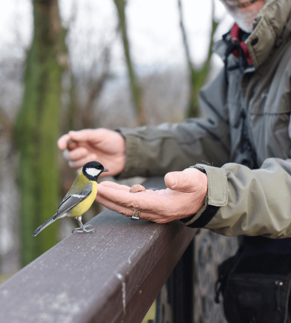 A person in a jacket feeding a yellow and black bird perched on a railing from their hand. - Home Instead