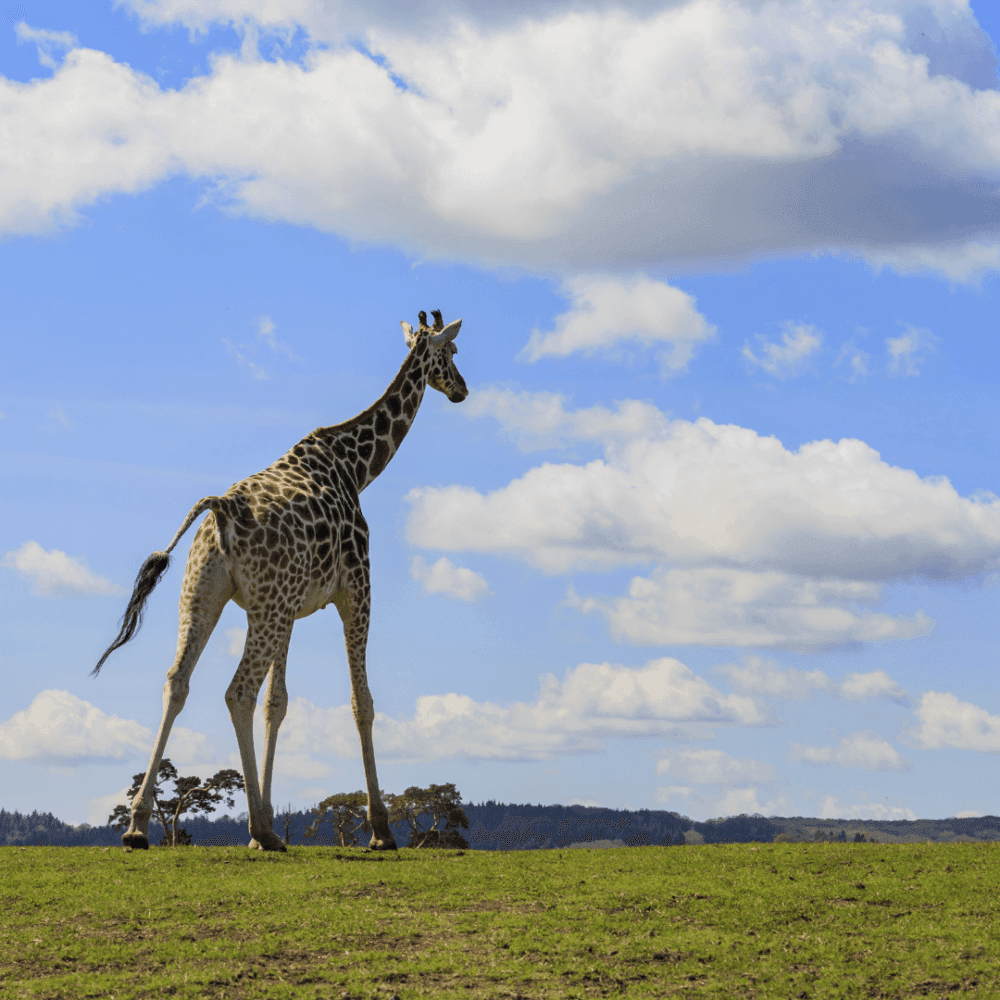 A giraffe walking across a grassy field with a clear blue sky and scattered clouds in the background. - Home Instead