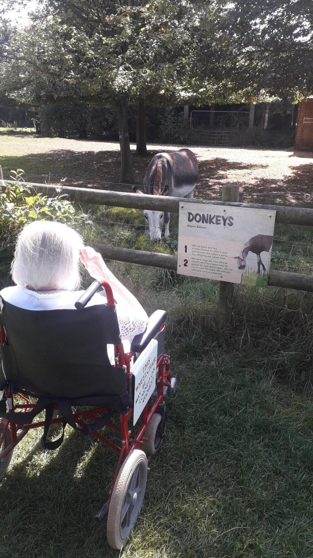 A person in a wheelchair looks at a donkey behind a wooden fence with a sign about donkeys. - Home Instead