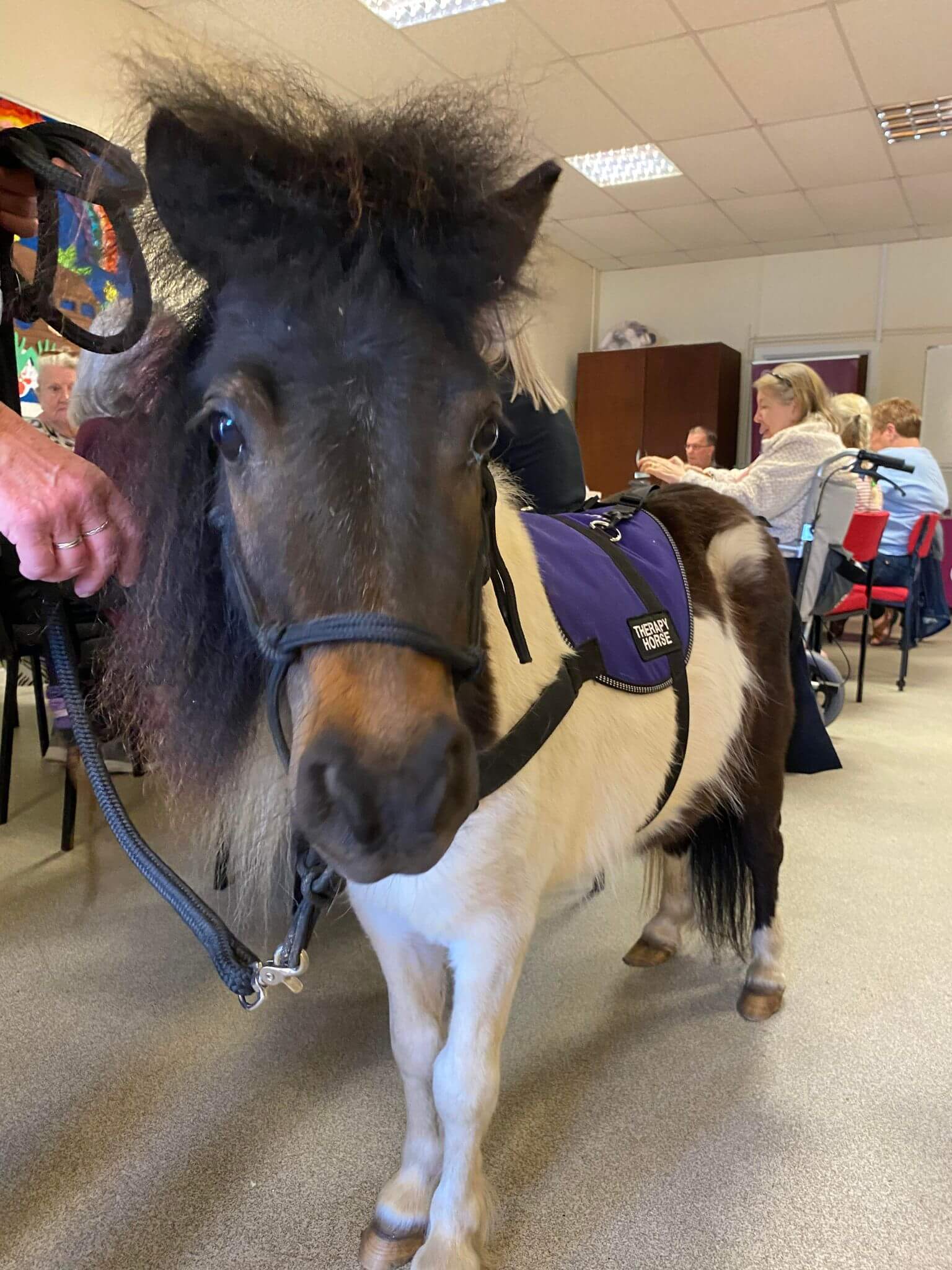 Miniature horse wearing a purple therapy vest stands in a room with people sitting at tables in the background. - Home Instead