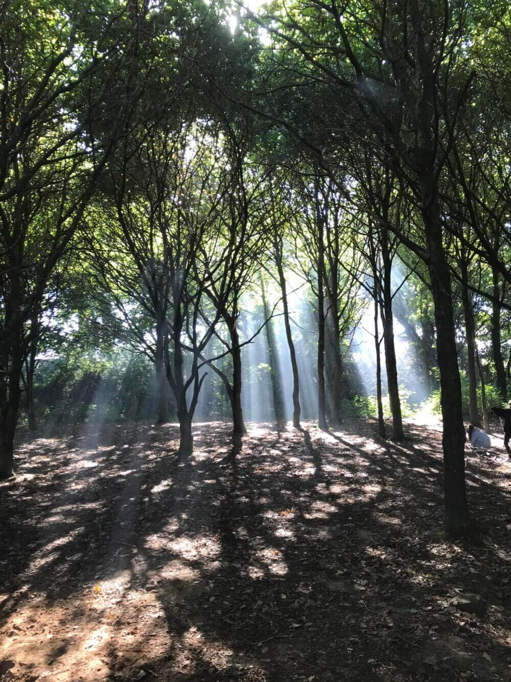 Sunlight filtering through tall trees in a forest, casting shadows on the ground covered in leaves and branches. - Home Instead