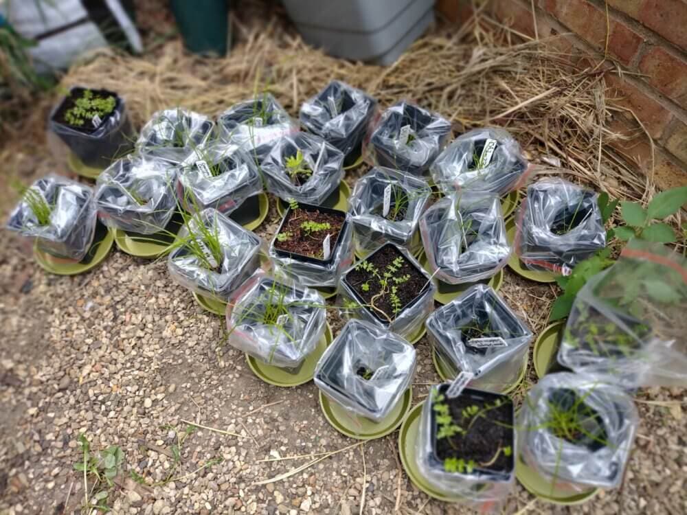 A group of small potted plants covered with plastic bags, arranged on a gravel and straw surface. - Home Instead