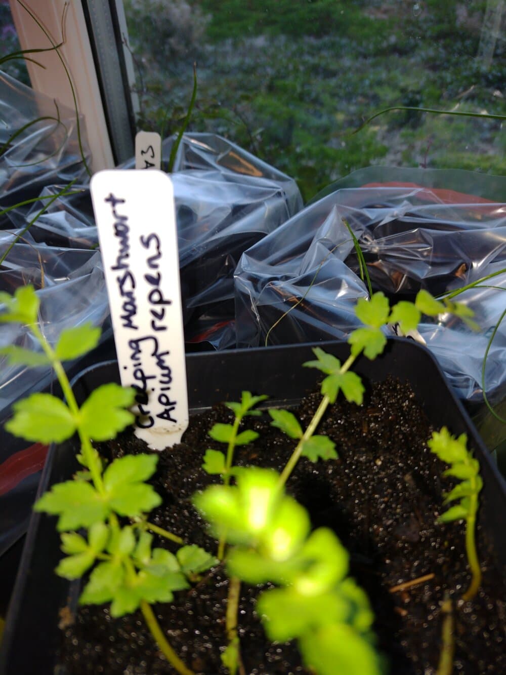 Close-up of potted creeping marshwort with a label in the soil, placed near a window with a blurry outdoor view. - Home Instead