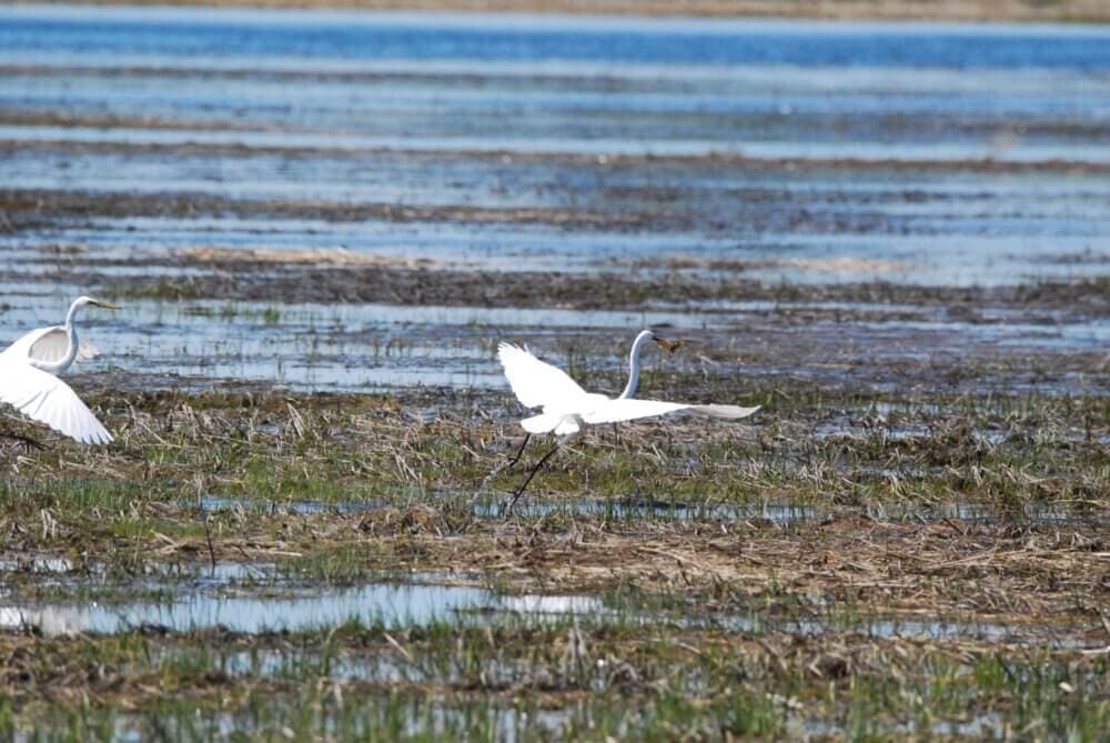 Two white egrets fly low over a grassy wetland, with water and distant land visible in the background. - Home Instead