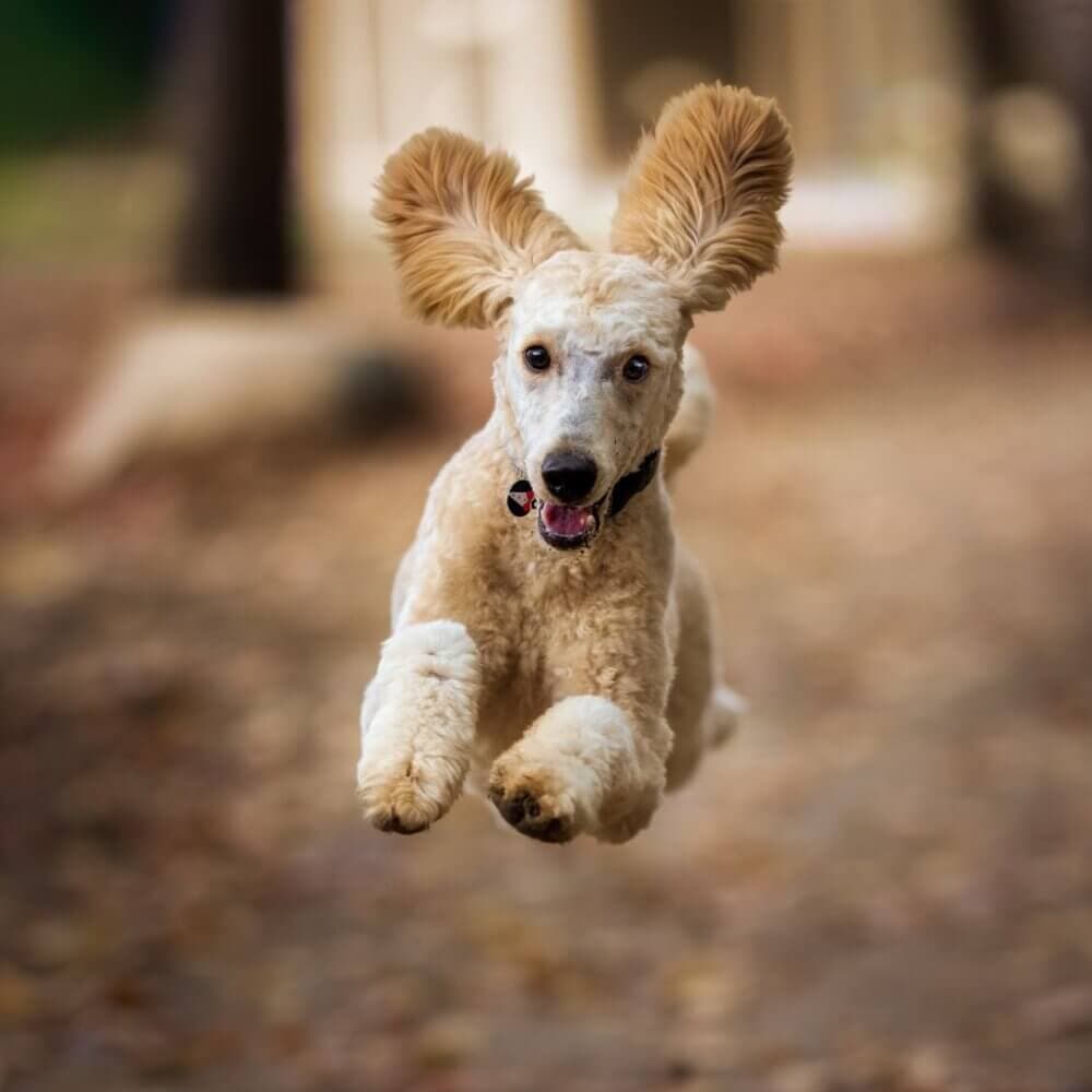 A beige dog with floppy ears joyfully leaps toward the camera on a forest path. - Home Instead