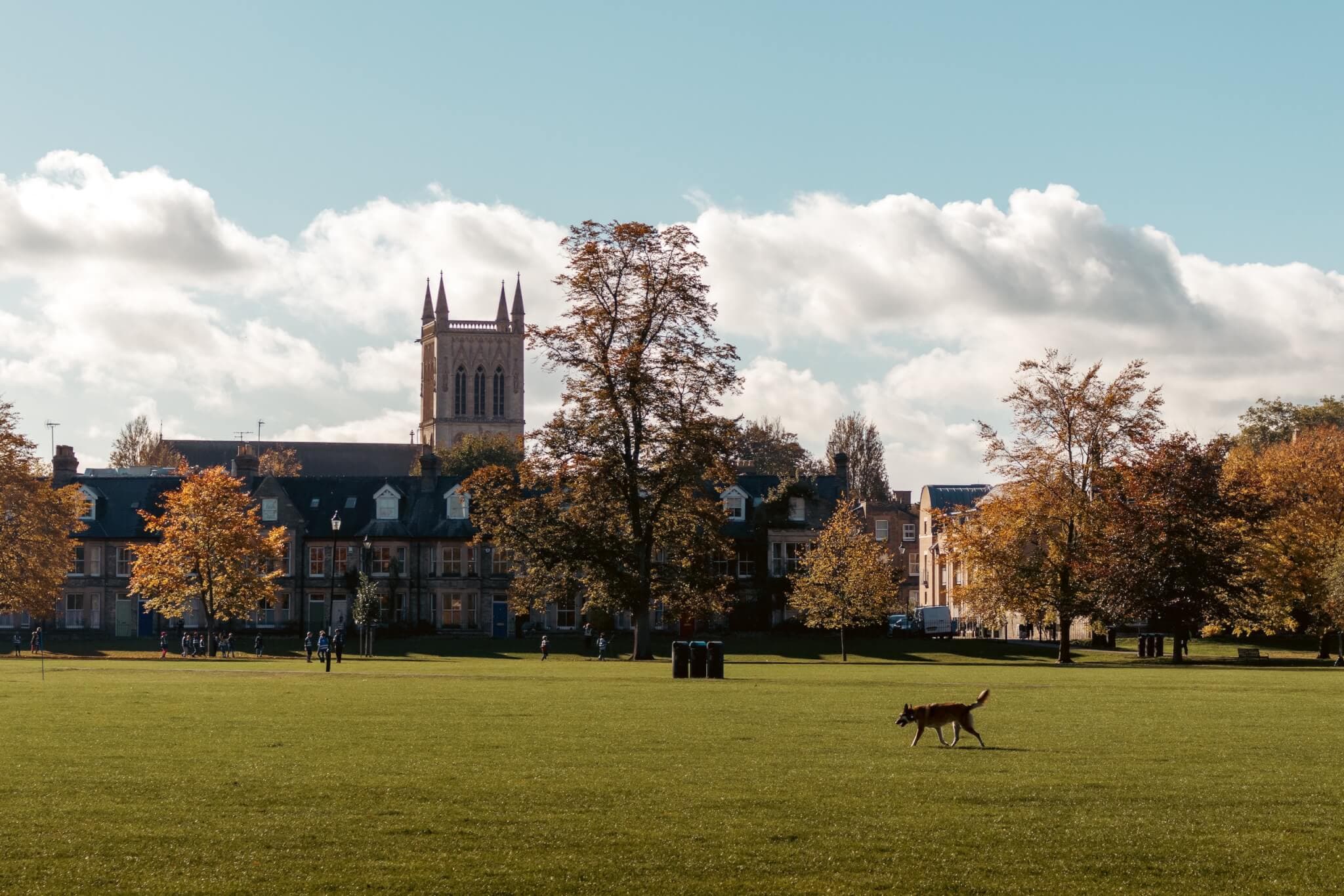 Dog walking on a grassy field with trees and a historic building with a tall tower in the background under a partly cloudy sky. - Home Instead