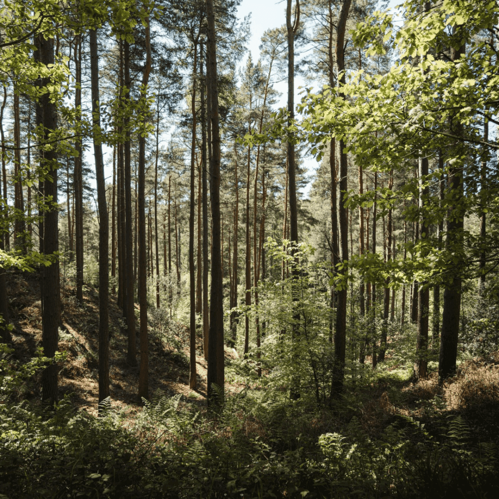 A dense forest with tall, slender trees and lush green foliage under bright daylight. - Home Instead