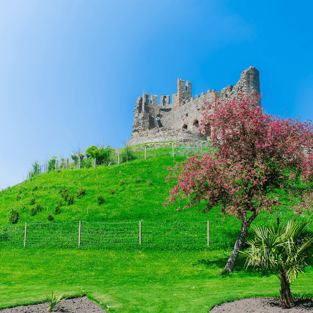 A castle ruin sits atop a grassy hill with a flowering tree in the foreground under a clear blue sky. - Home Instead