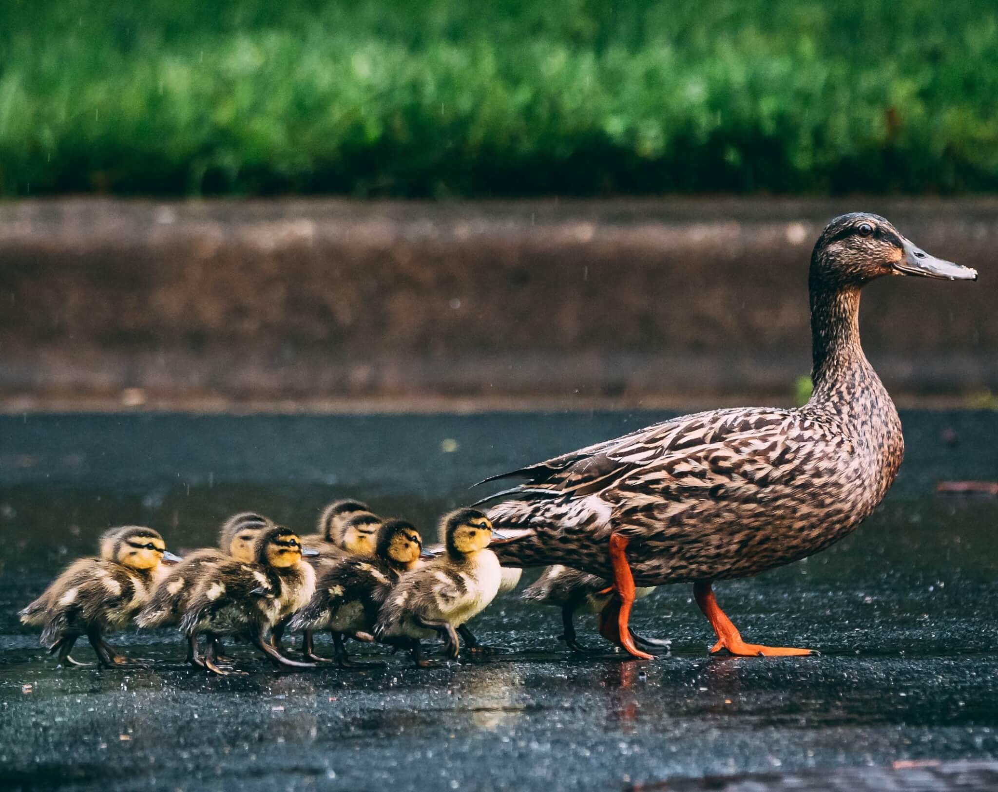 A mother duck leads a line of ducklings across a wet pavement with green grass in the background. - Home Instead