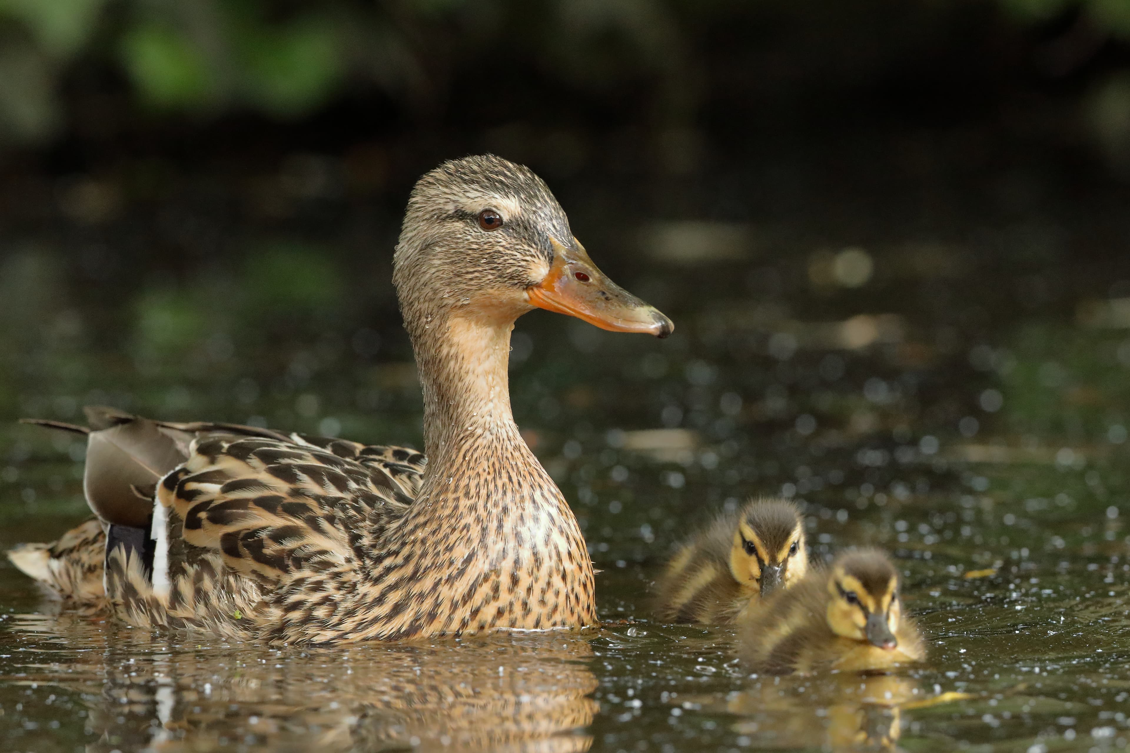 Duck with chicks - Home Instead
