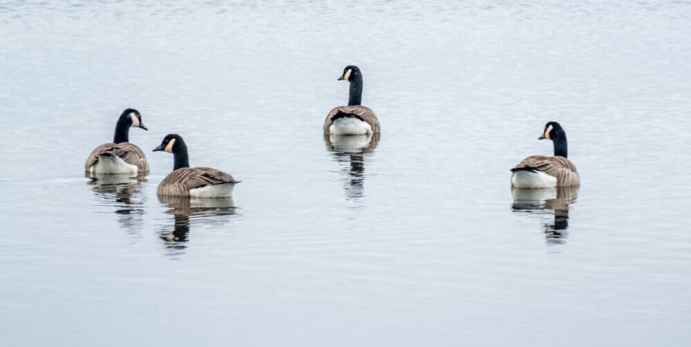 Four geese swim together in a calm, reflective body of water. - Home Instead