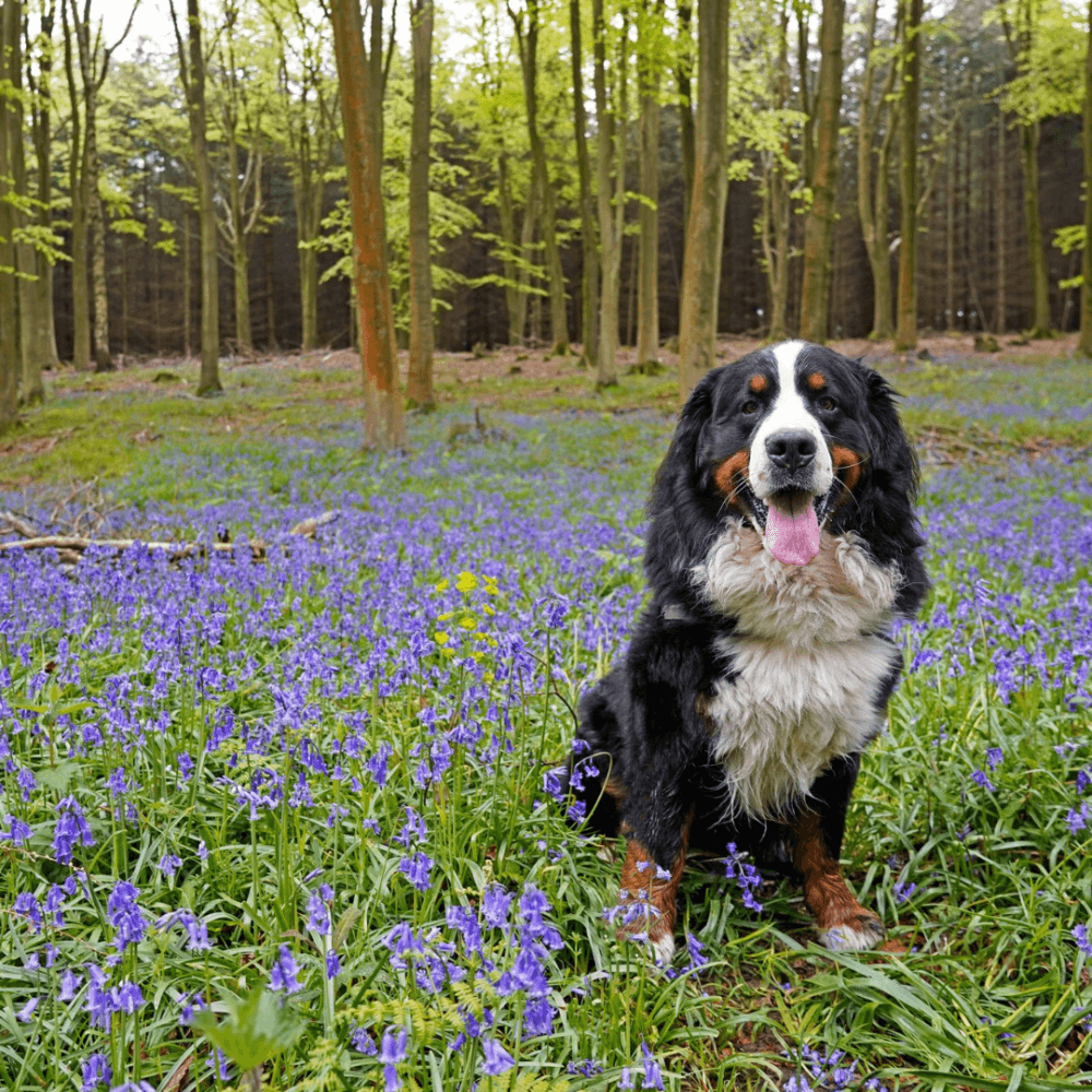 A Bernese Mountain Dog sits in a field of blooming bluebells within a forest, its tongue hanging out happily. - Home Instead