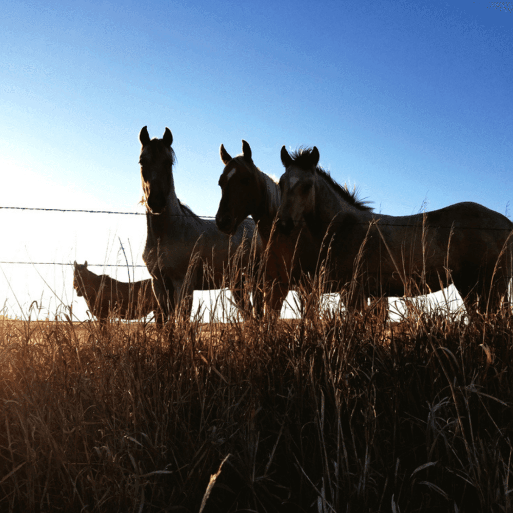 Four horses stand in a grassy field at sunset, with a clear blue sky in the background. - Home Instead