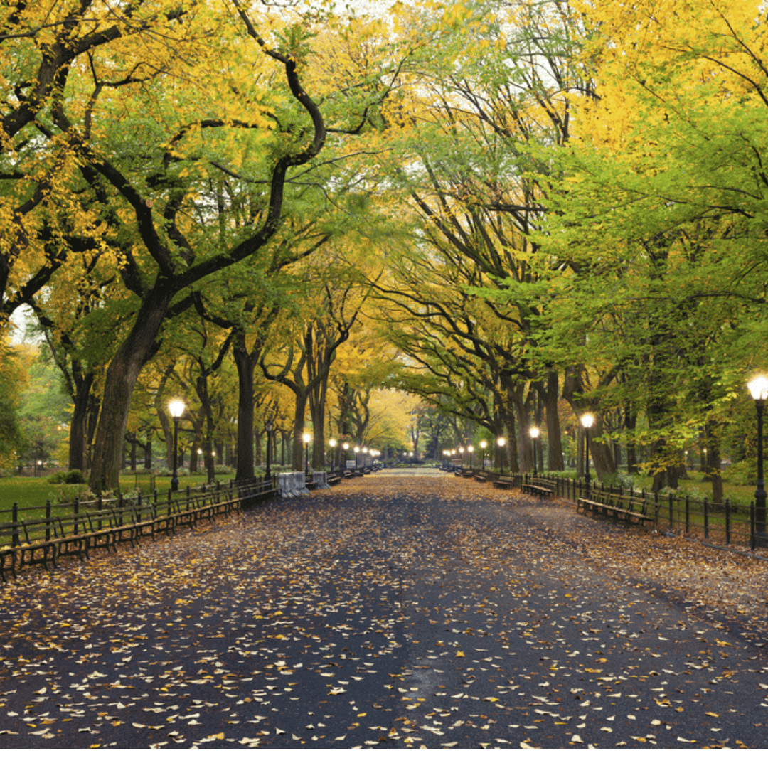 A tree-lined park pathway with benches and street lamps, covered with yellow leaves on an autumn day. - Home Instead