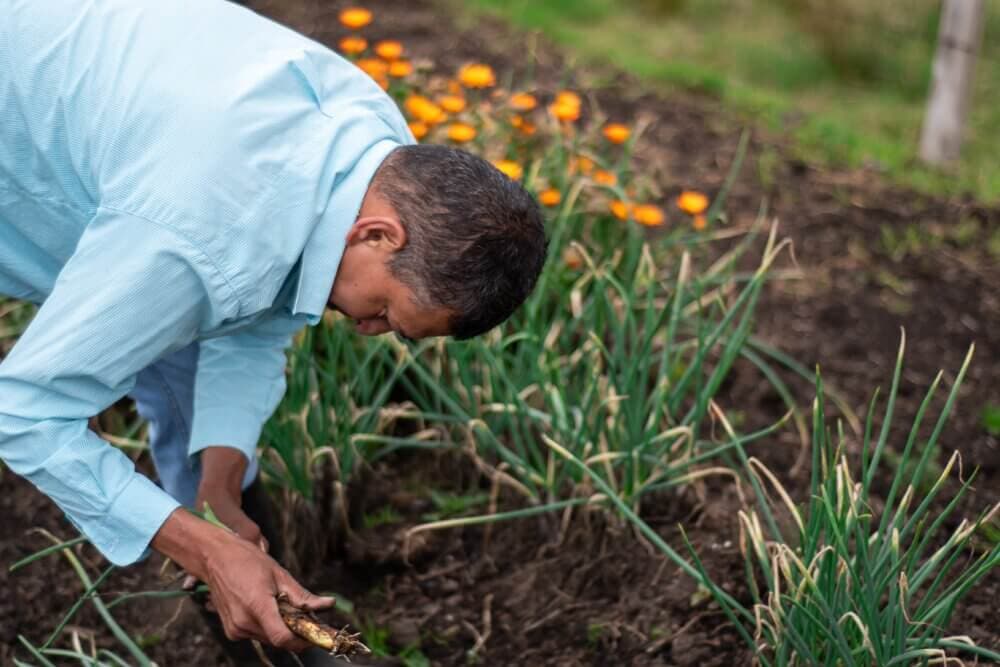 A person in a light blue shirt harvests vegetables from a garden, with orange flowers in the background. - Home Instead
