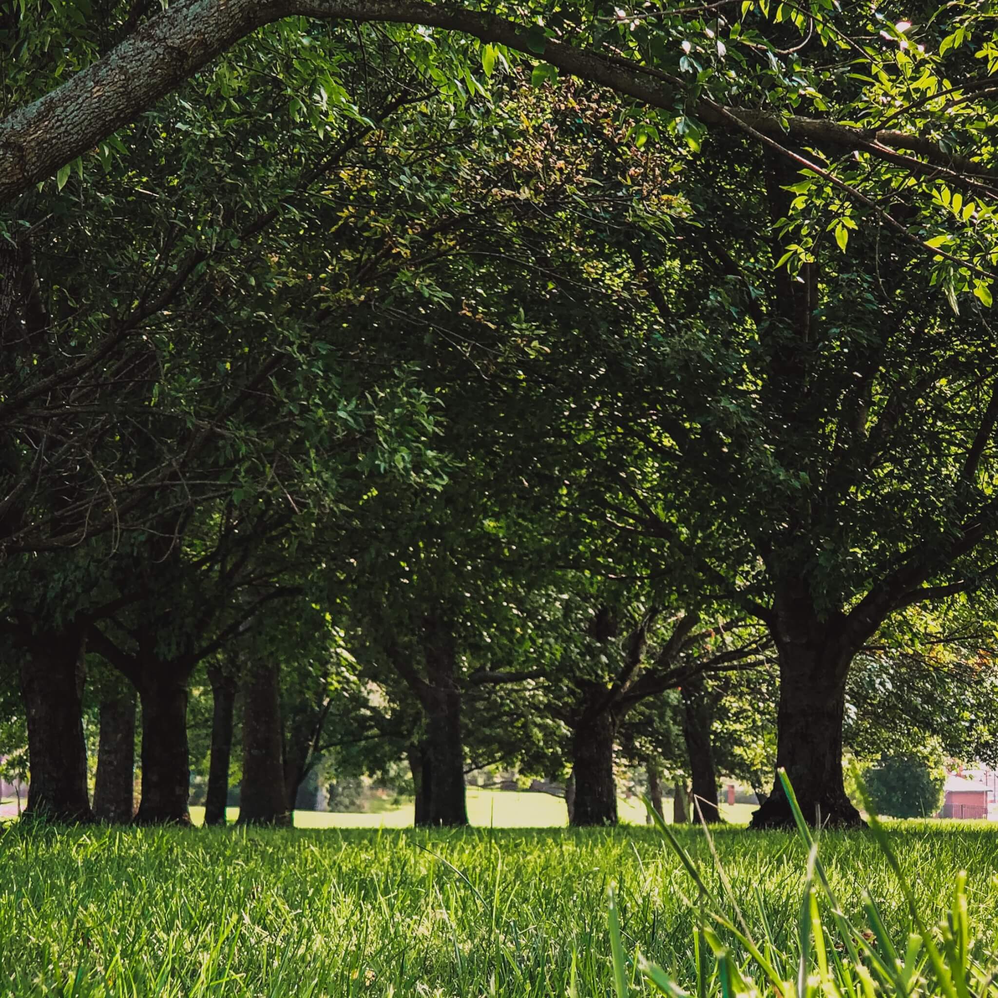 A serene park with lush green grass and sunlit trees creating a peaceful, shaded area. - Home Instead