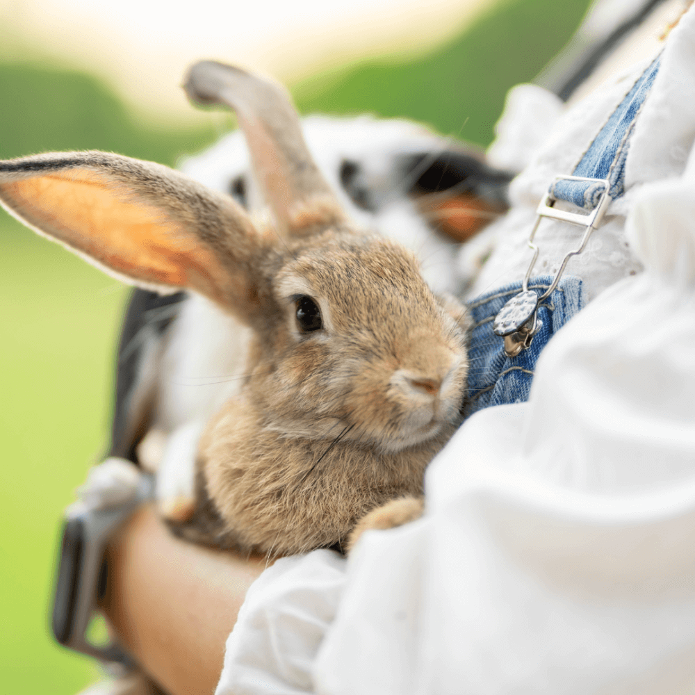 Person in white shirt and blue overalls holding a brown rabbit outdoors. - Home Instead