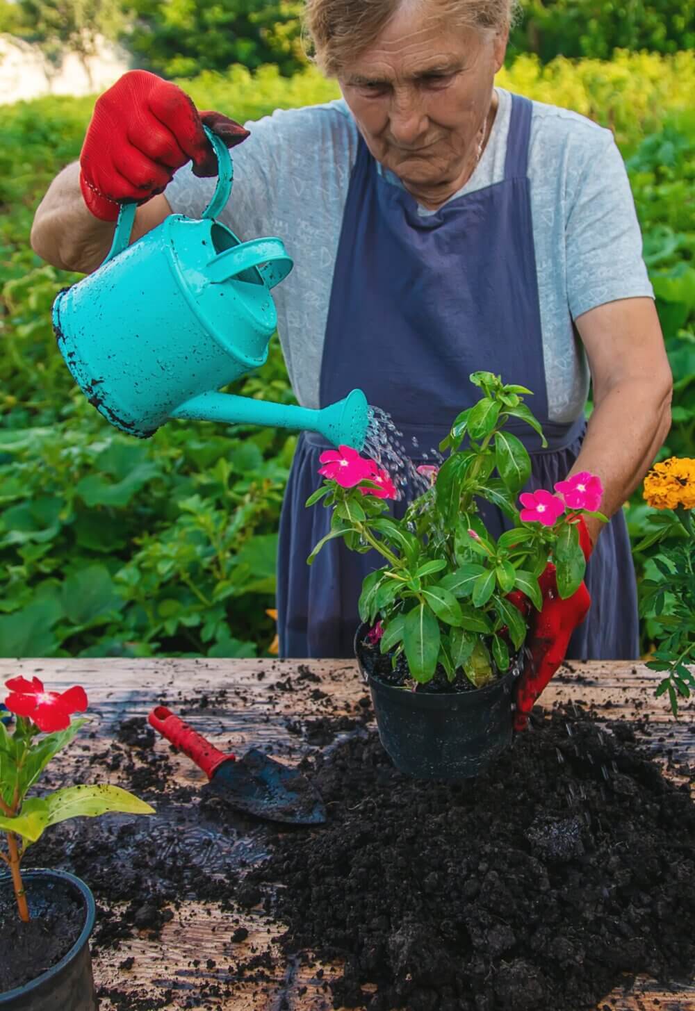 Elderly woman watering pink flowers in a pot with a blue watering can, wearing red gloves and apron, in a garden. - Home Instead